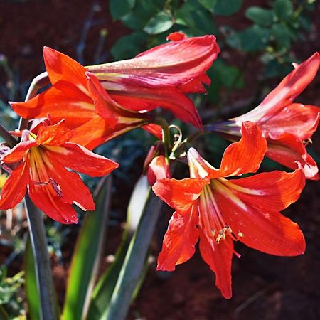 Flower Garden Rhapsody - Modern Family Apartments Near ฟาชานา ภายนอก รูปภาพ