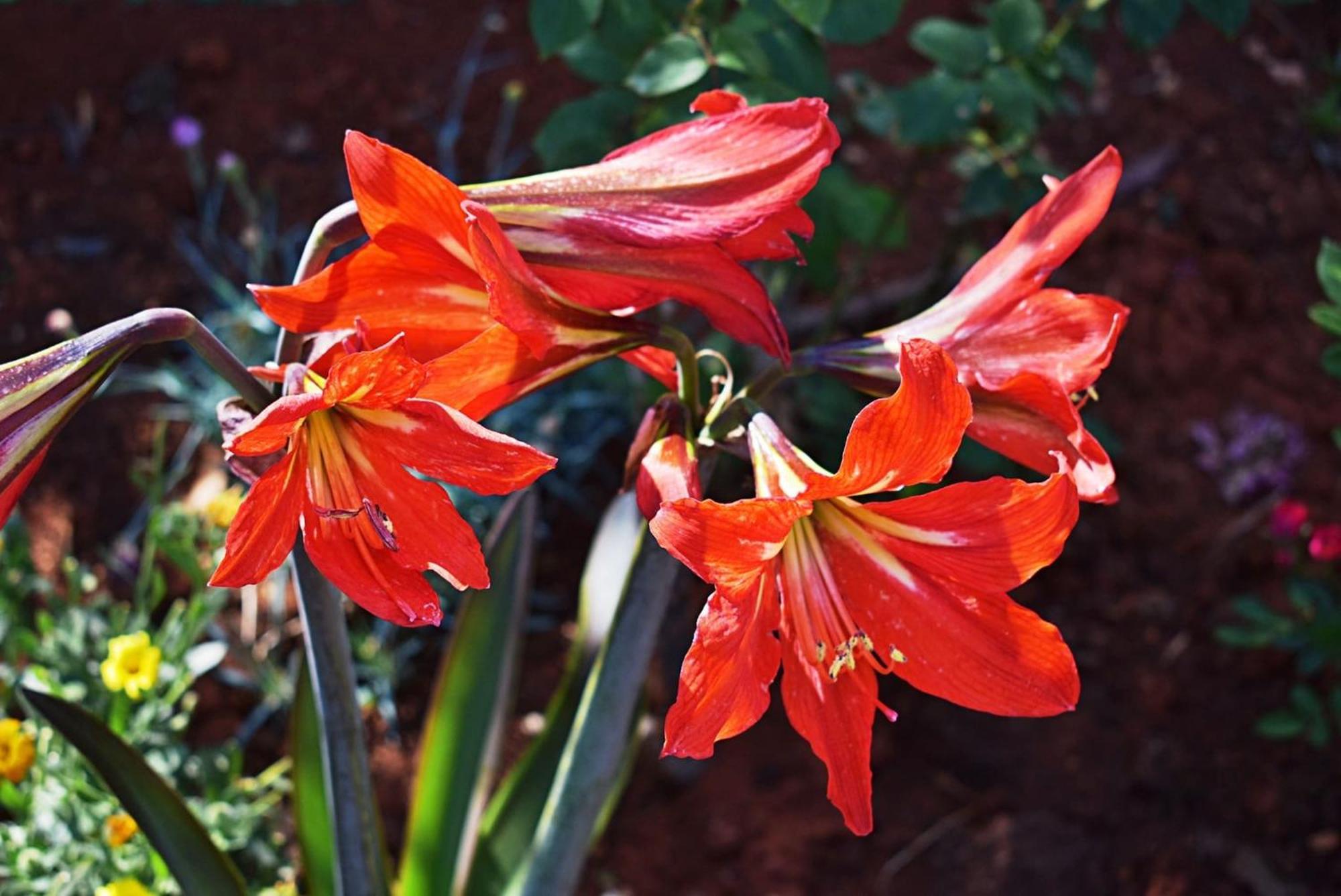 Flower Garden Rhapsody - Modern Family Apartments Near ฟาชานา ภายนอก รูปภาพ