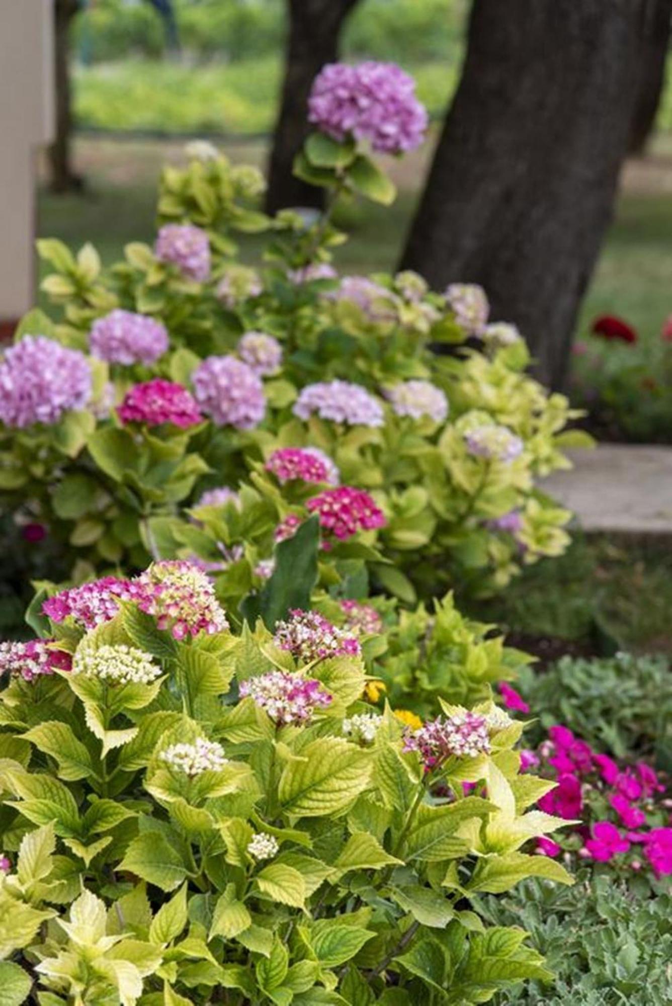 Flower Garden Rhapsody - Modern Family Apartments Near ฟาชานา ภายนอก รูปภาพ